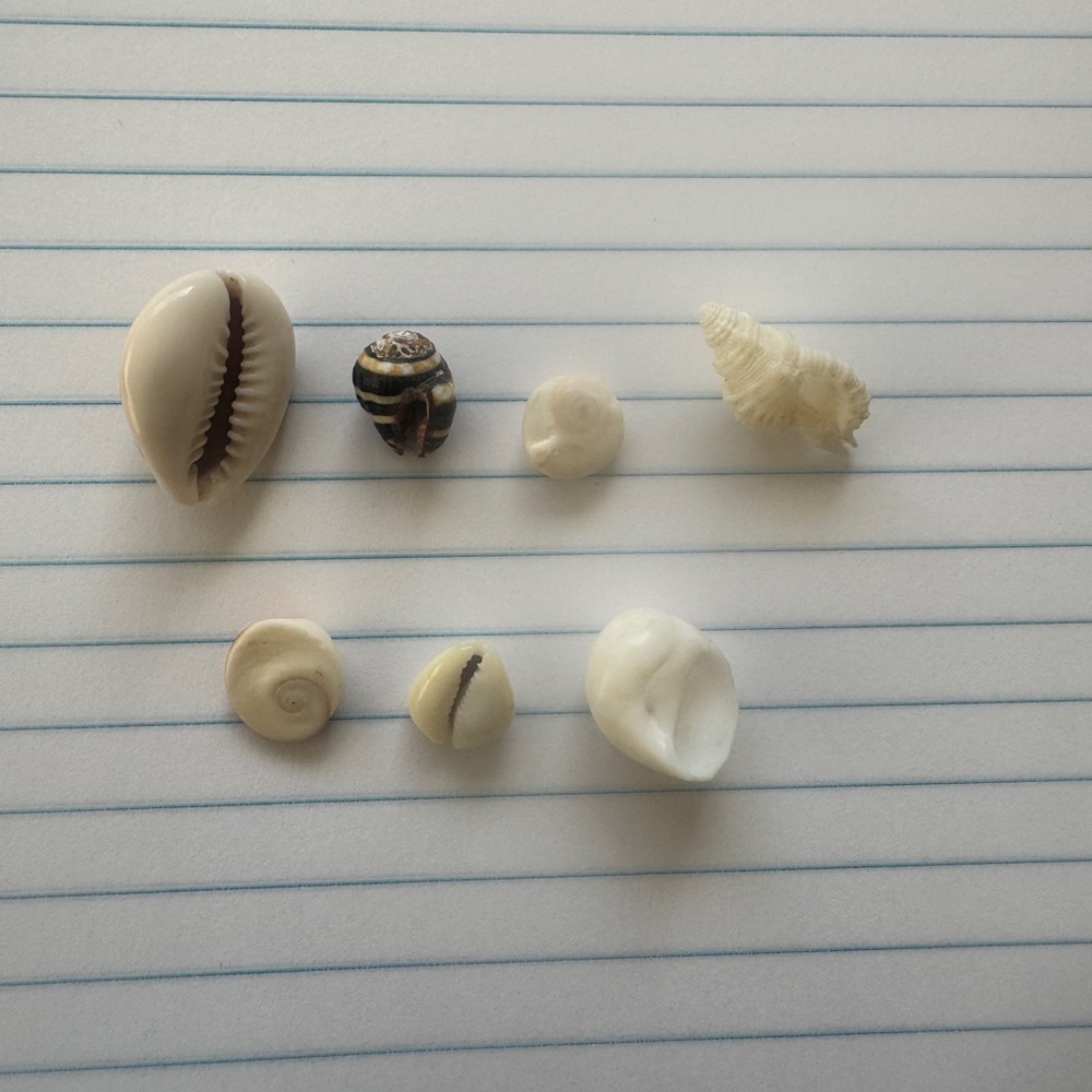 Natural Seashell Collection (Pacific) - Picture 2 of 2